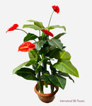 4' Real Touch Anthurium ( INT6270 )