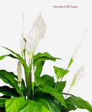 35'' Spathiphyllum Leaf Plant ( PPS526 )
