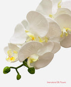 31” Real Touch Artificial Butterfly Orchid ( FO7193-Cream )