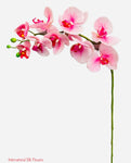 30" Real Touch Phalaenopsis Spray ( FSO173-PK/RB )