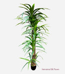 7' Real Touch Yucca ( INT6134 )