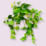 19'' UV Protected Pothos Leaf Bush (  PBP075-GR/WH )