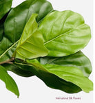 34'' Fiddle Leaf Branch ( PSF334-GR )
