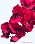 36" Silk Orchid Spray ( S1TJ16-Red ) INT57A