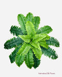 21'' Boston Fern Bush ( GB1195 )