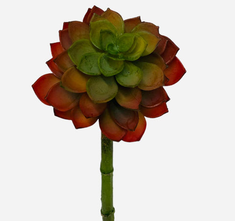 SUCCULENT ( CE2629RG)