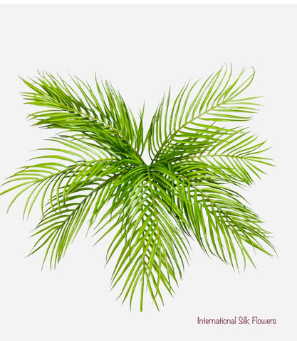 Cycas Plant ( INT1010 )