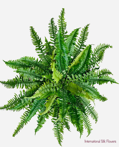 28'' Large Boston Fern  ( PBF656 )