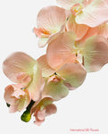 36" Silk Orchid Spray ( S1TJ16-Blush ) INT57A