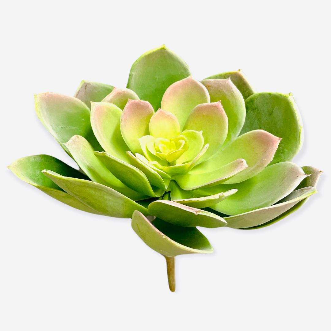 6'' ST.ECHEVERIA PICK ( CE4203-GR/MV )