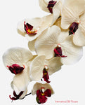 36" Silk Orchid Spray ( S1TJ16-Champagne ) INT57A