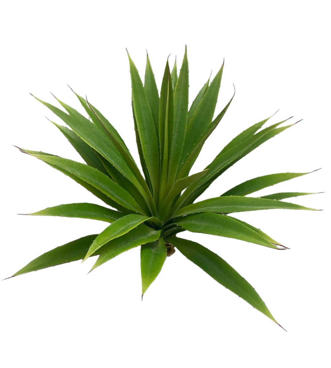 22'' Agave Plant ( PPA701-GR )