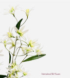 29'' Tweedia Spray  ( FST322-White )