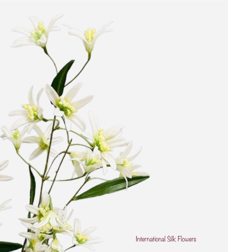 29'' Tweedia Spray  ( FST322-White )