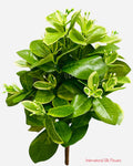 14'' Pittosporum Leaf Bush ( BP7863 )