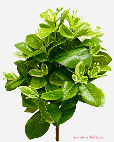 14'' Pittosporum Leaf Bush ( BP7863 )