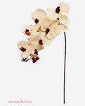 36" Silk Orchid Spray ( S1TJ16-Champagne ) INT57A