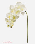 36" Silk Orchid Spray ( S1TJ16-Cream ) INT57A