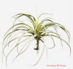 11.5'' Succulent  ( NC0907-WG )