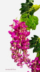 43'' Hanging Wisteria ( INT5701-Fushia )